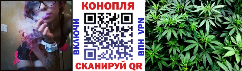 Каннабис сатива  Светлоград 